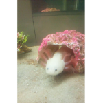 Axolotl Peeps