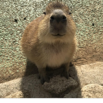 Capybara Supremacy!