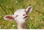 The herbss