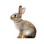 RABBIT HOLE COMPANY