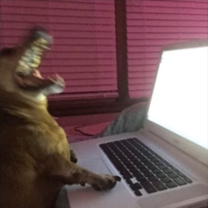 a dog Roblox decal