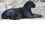 Panther are best!!!