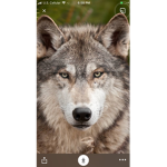 #wolf savers