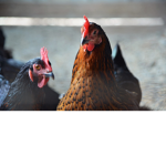 Chickens rules