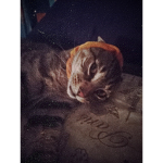 allie :D