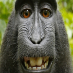 Jungle Empire (Monkeys)