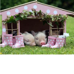 find the normal pig!