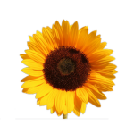 sunzflowers!