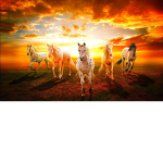 | Horses Unite ! |