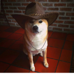 Dogs United! (Kill The Cats)
