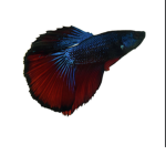 Fish studio’s