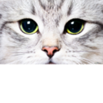 rockys cat  group