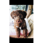 This is my doggo duh