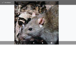 JOIN THE RATS AND NO CATS
