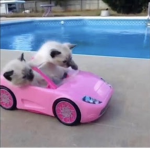 [CCF] Cats and Cars Foundation.