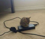 .!meow