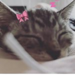 int3rnetpr1ncess
