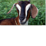 .~. Goats United .~.