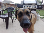 MY DOOGO IS CUTE