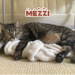 mezzi the cute cat