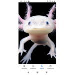 Lizards and FRIENDS!!!