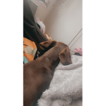 Bean doggo