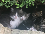 Le groupe des chatons quenn