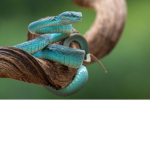 Snake world roleplay