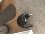Kitty cat gorp