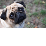 Pugs FanGroup!!!