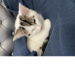 simba_x