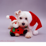 #westies rule