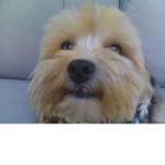 Cdogs