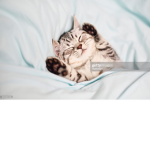 ~ softkitties ~
