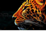 PARDUS_pixal fan group