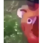 FLAMINGO FAN GANG