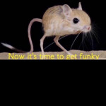 now its time to get funky 