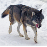 ~WolfsGang~