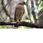 Hawks are awesome