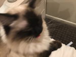 Cat aesthetics <3