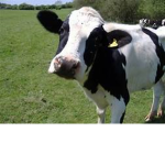 #BombCowSquad