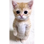 el gato Group.