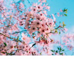 Pure Blossoms