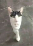 Dying Cat charity