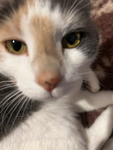 Cats4ev