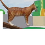 Cats funny Clan