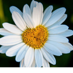Daises:)