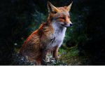 Fox's Rule