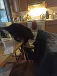This is my OMG cat