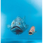 The Fishy Fan Group
